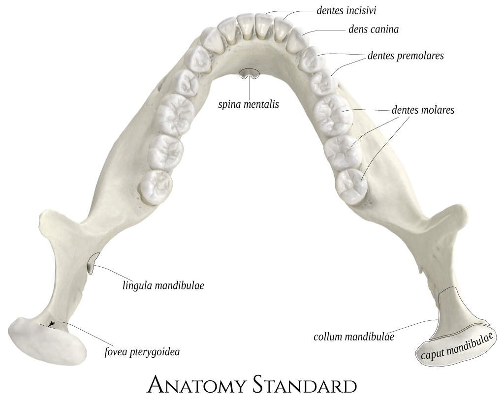 Map Quiz: Mandibula (imesap - mandibula - huesos)