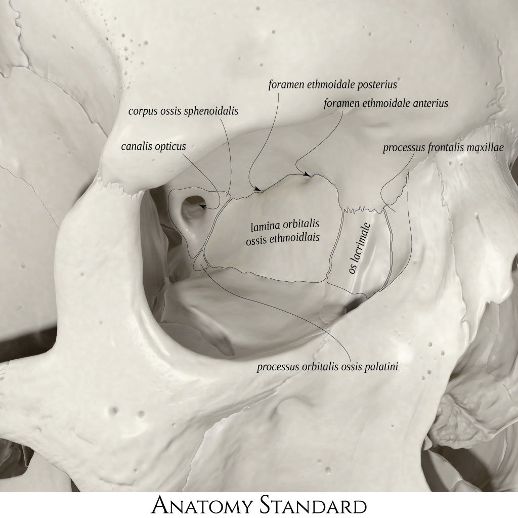 Ossis перевод с латинского. Lamina Ossis. Lamina orbitalis Ossis ethmoidalis. Canalis Opticus Ossis sphenoidalis. Canalis Opticus анатомия.