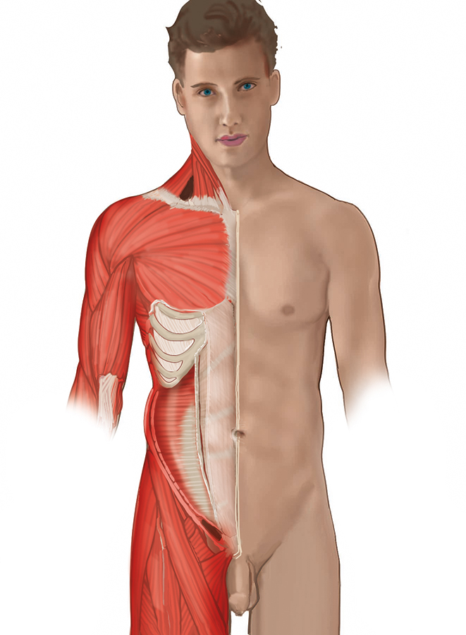 Surface anatomy thorax and abdomen (internal oblique muscle removed, transversus abdominis muscle revealed)