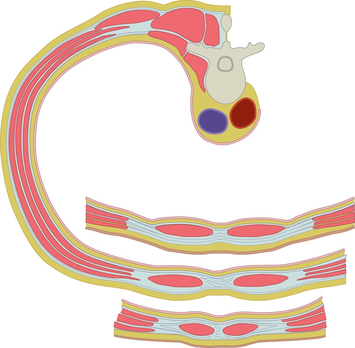 Transverse section of the abdominal wall (section above and below the arcuate line)