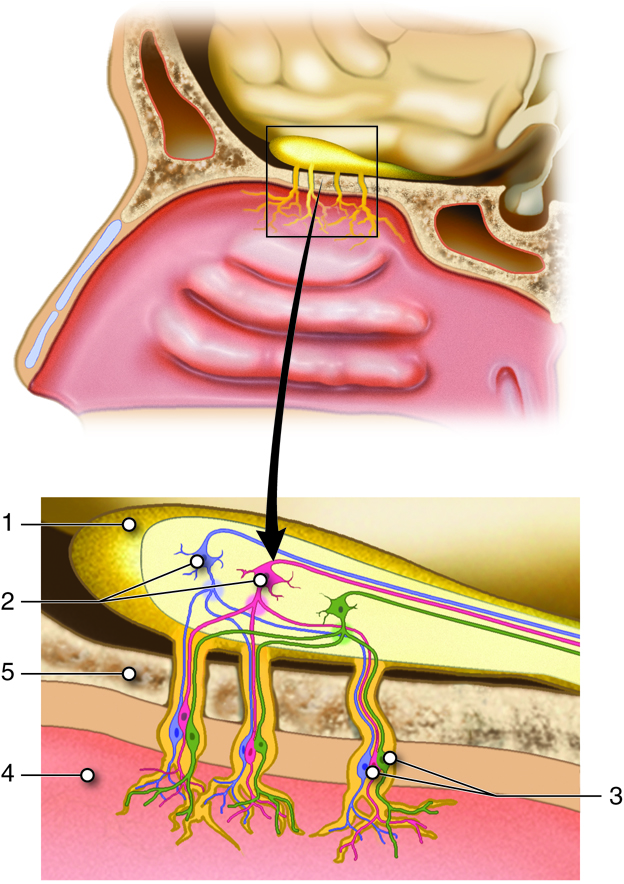 Anatomy of the Structures Involved in Smell (Olfaction) - Numbered labels