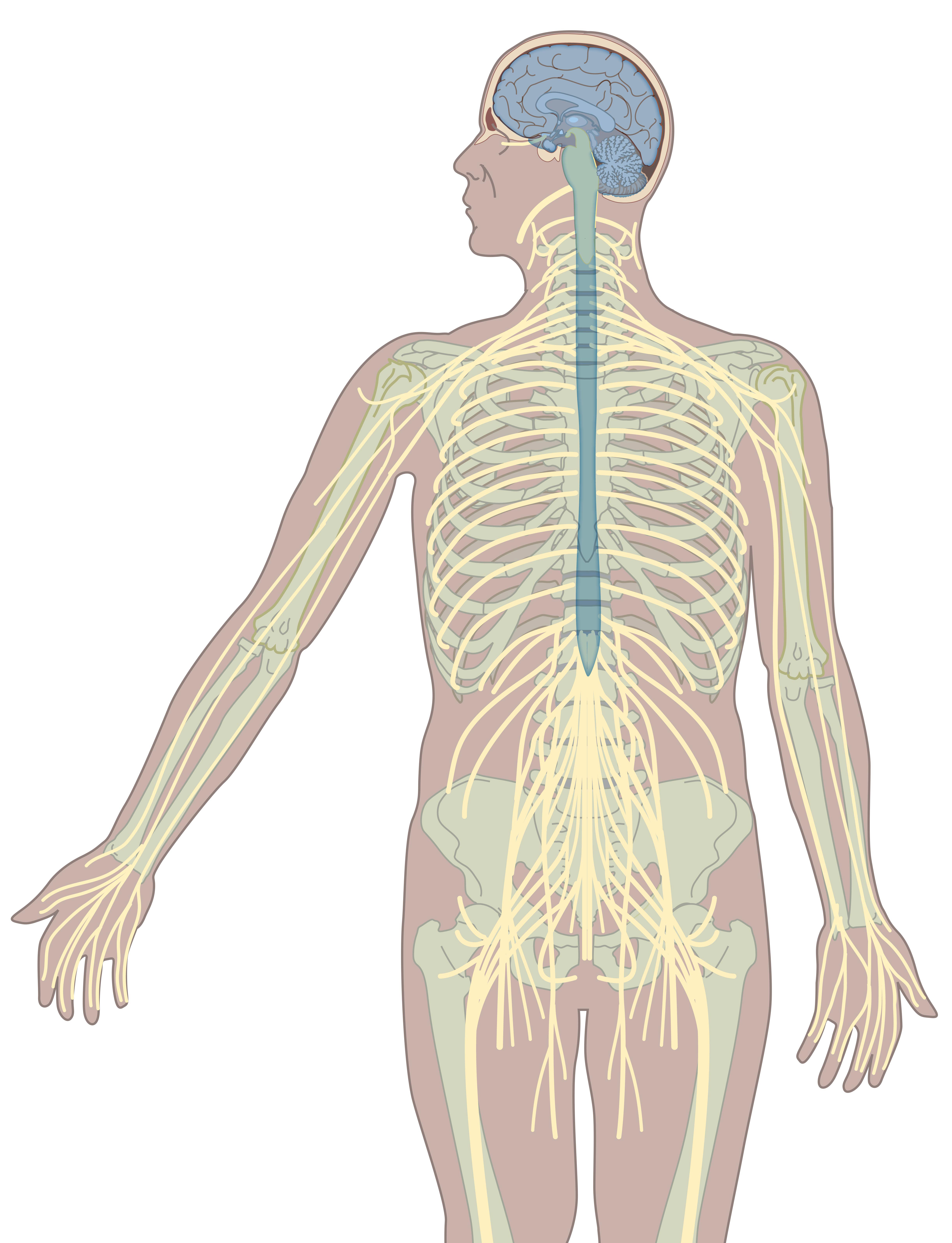 Overview of the central and peripheral nervous system