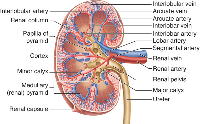 Kidney Section Drawing