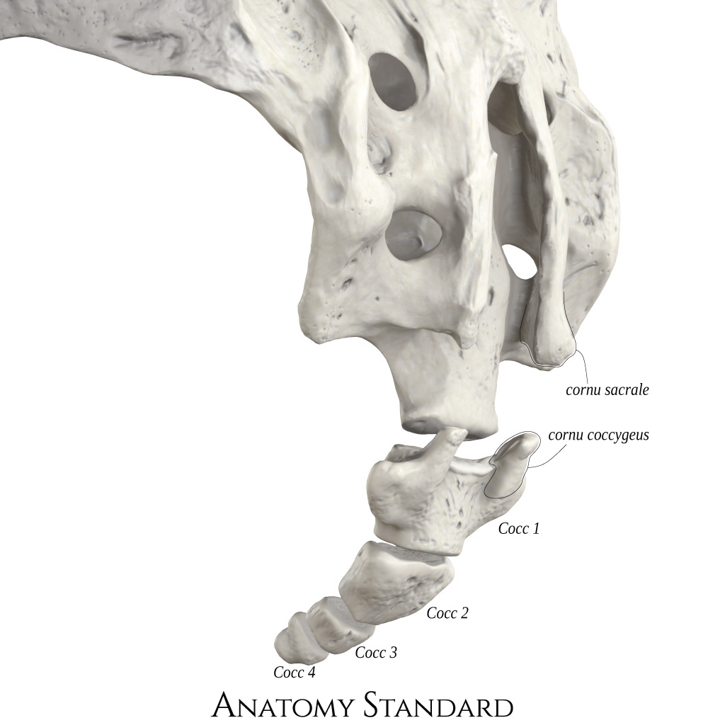 Anatomy Standard Drawing Sacrum And Coccyx Posteriorlateral View