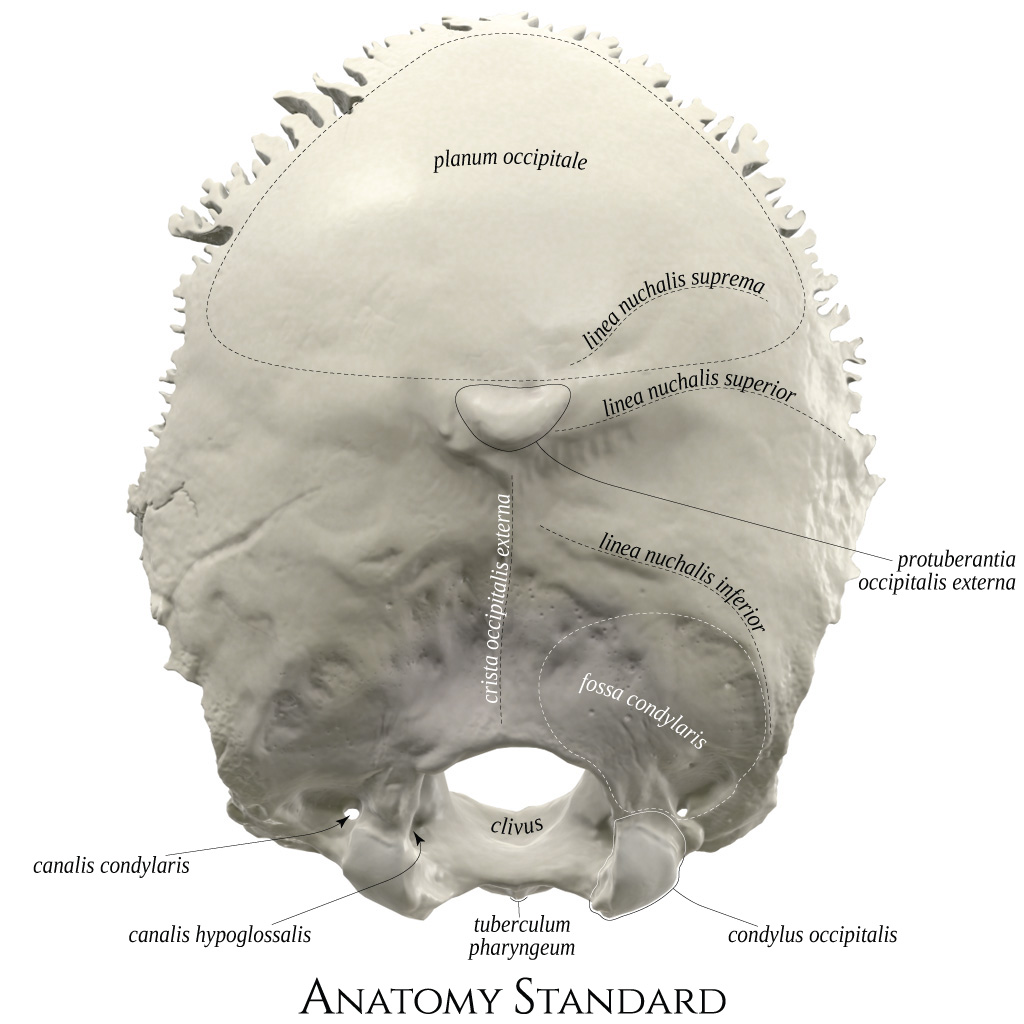 Anatomy Standard Drawing Occipital Bone Exterior Posterior View Latin Labels Anatomytool 0652