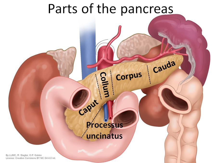 Five parts of the pancreas (processus uncinatus, caput, collum, corpus, cauda)