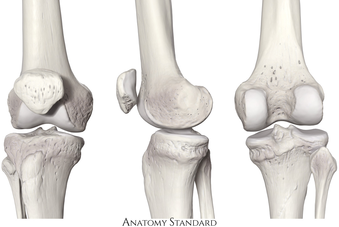 Anatomy of the Knee joint Quiz