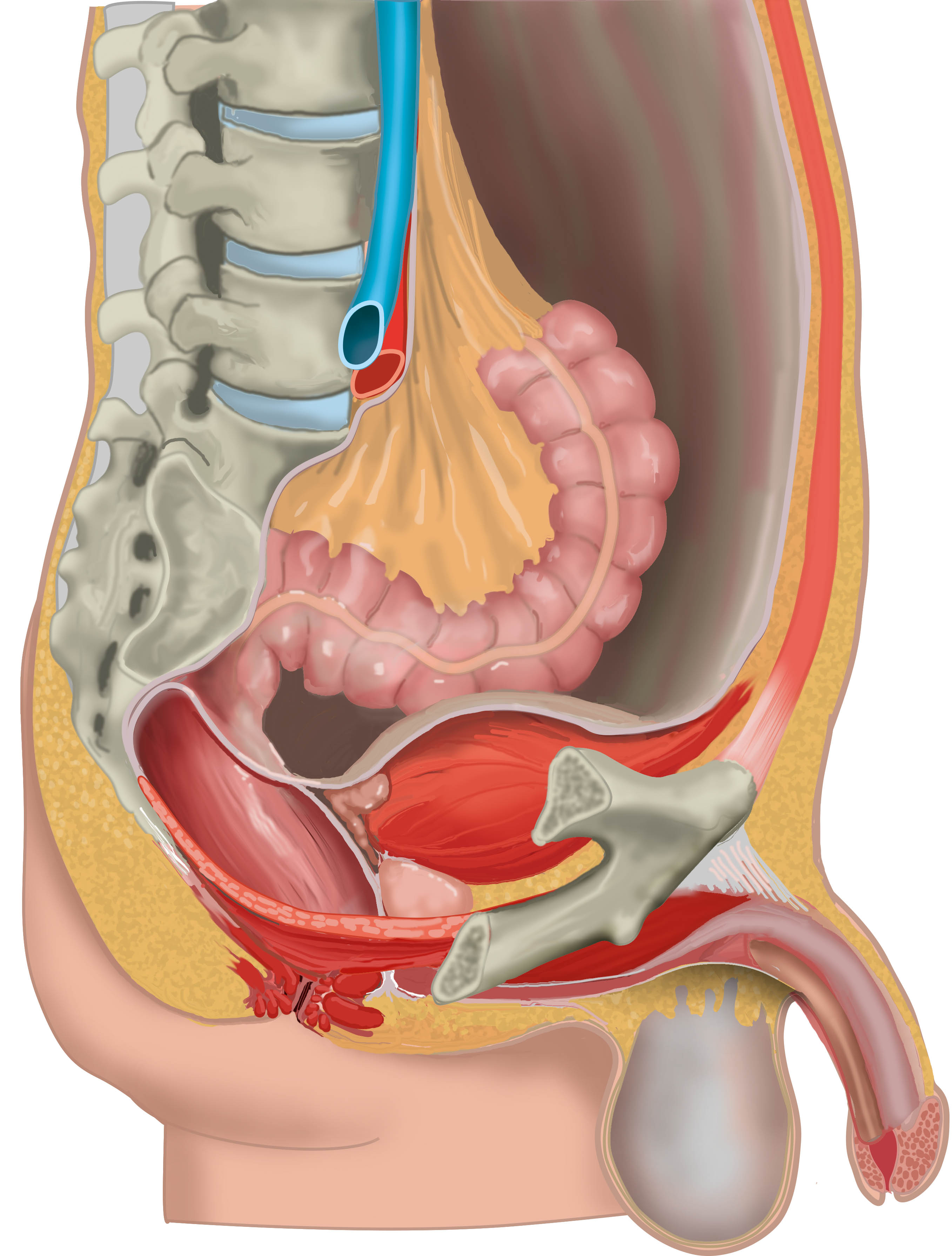 Anatomy of the male pelvic cavity in humans, sagittal view