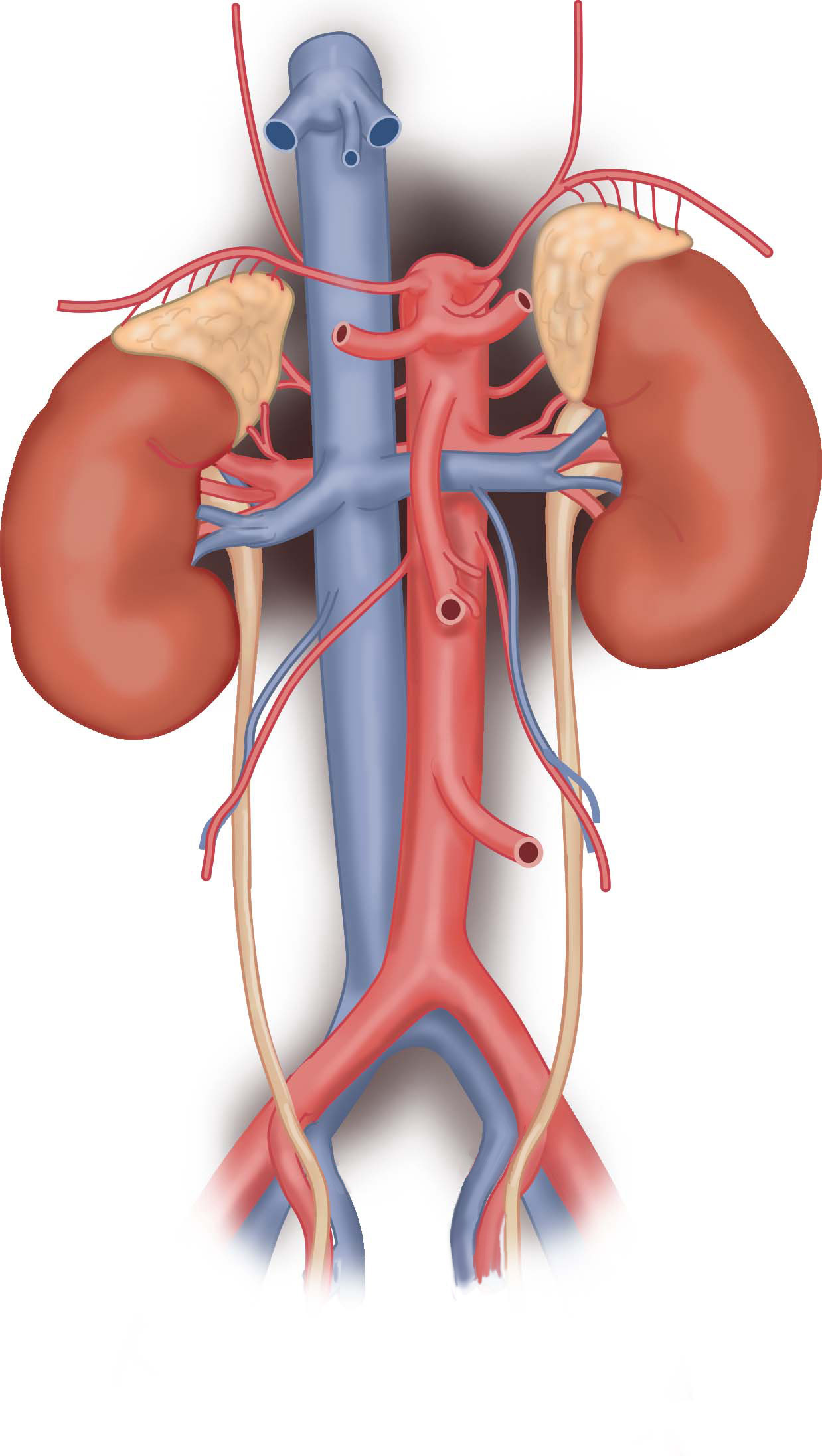 Kidneys and suprarenal glands with vasculature