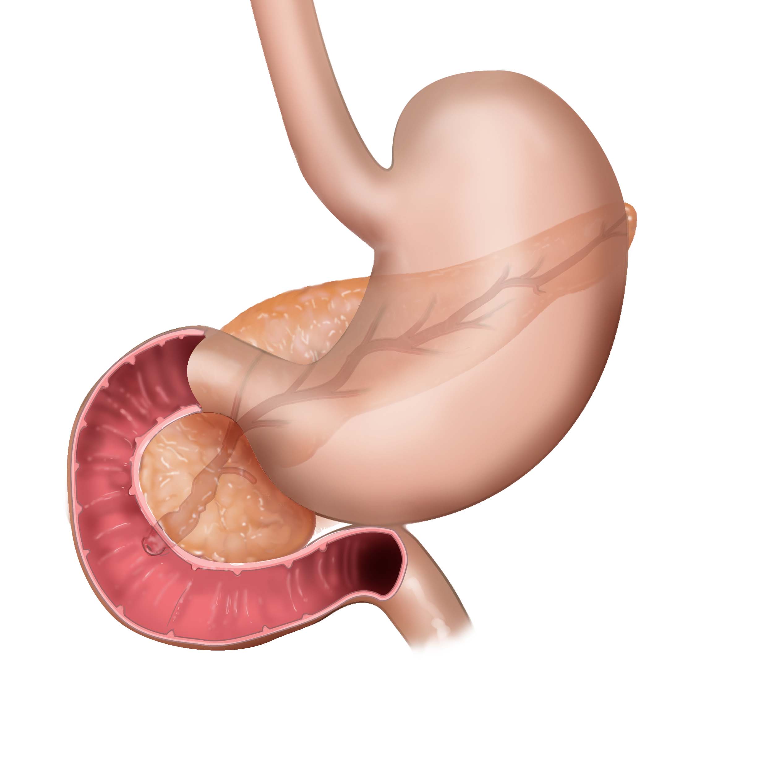Drawing stomach, duodenum, pancreas