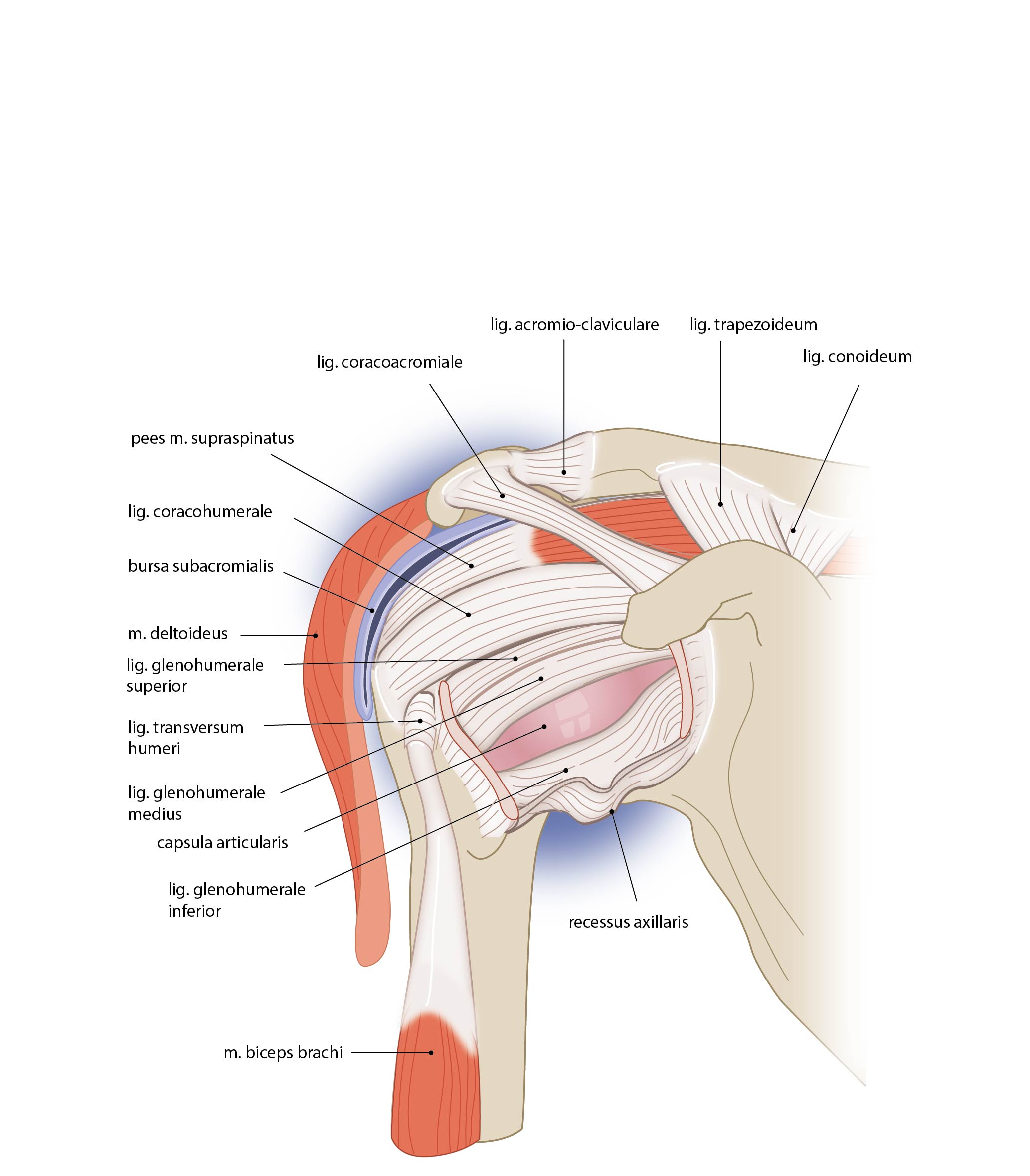 Shoulder Joint Anatomy 