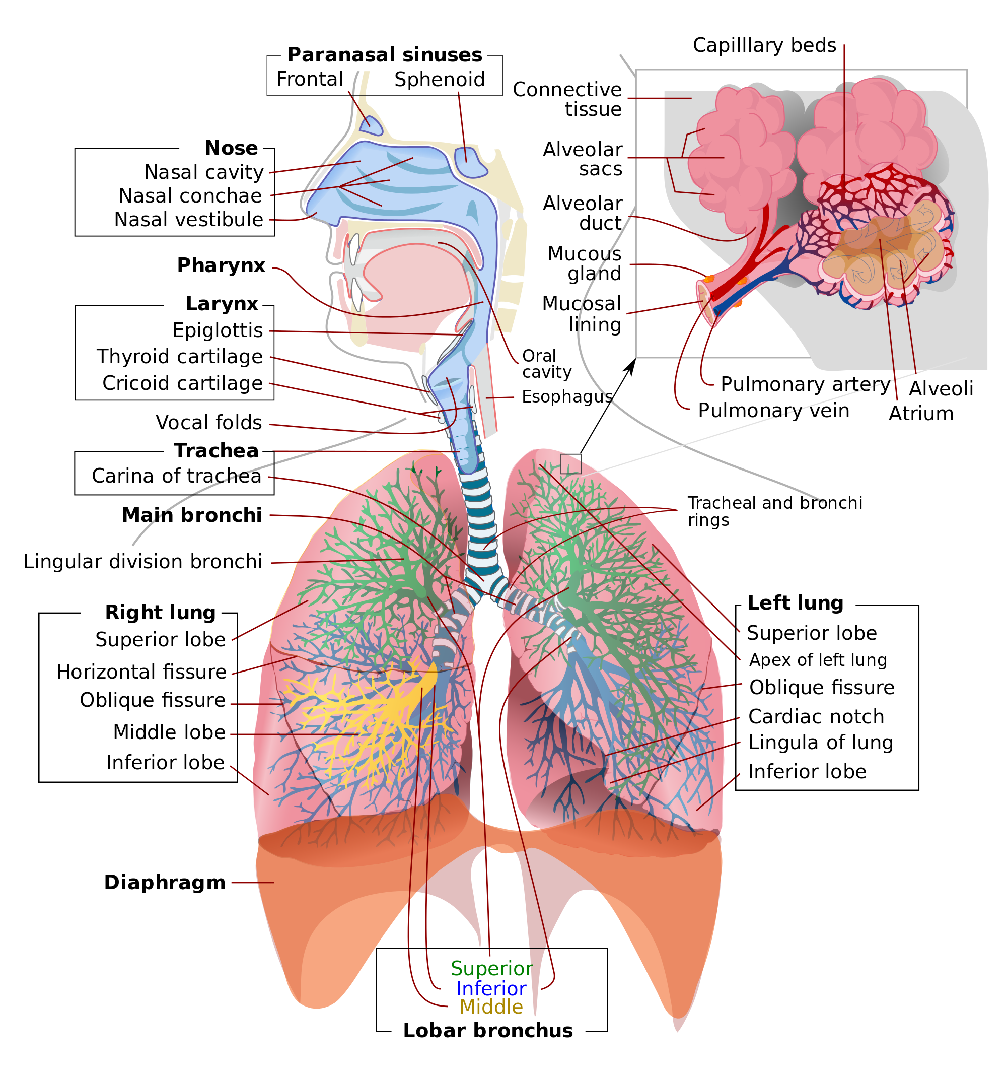 Respiratory system diagram - English labels