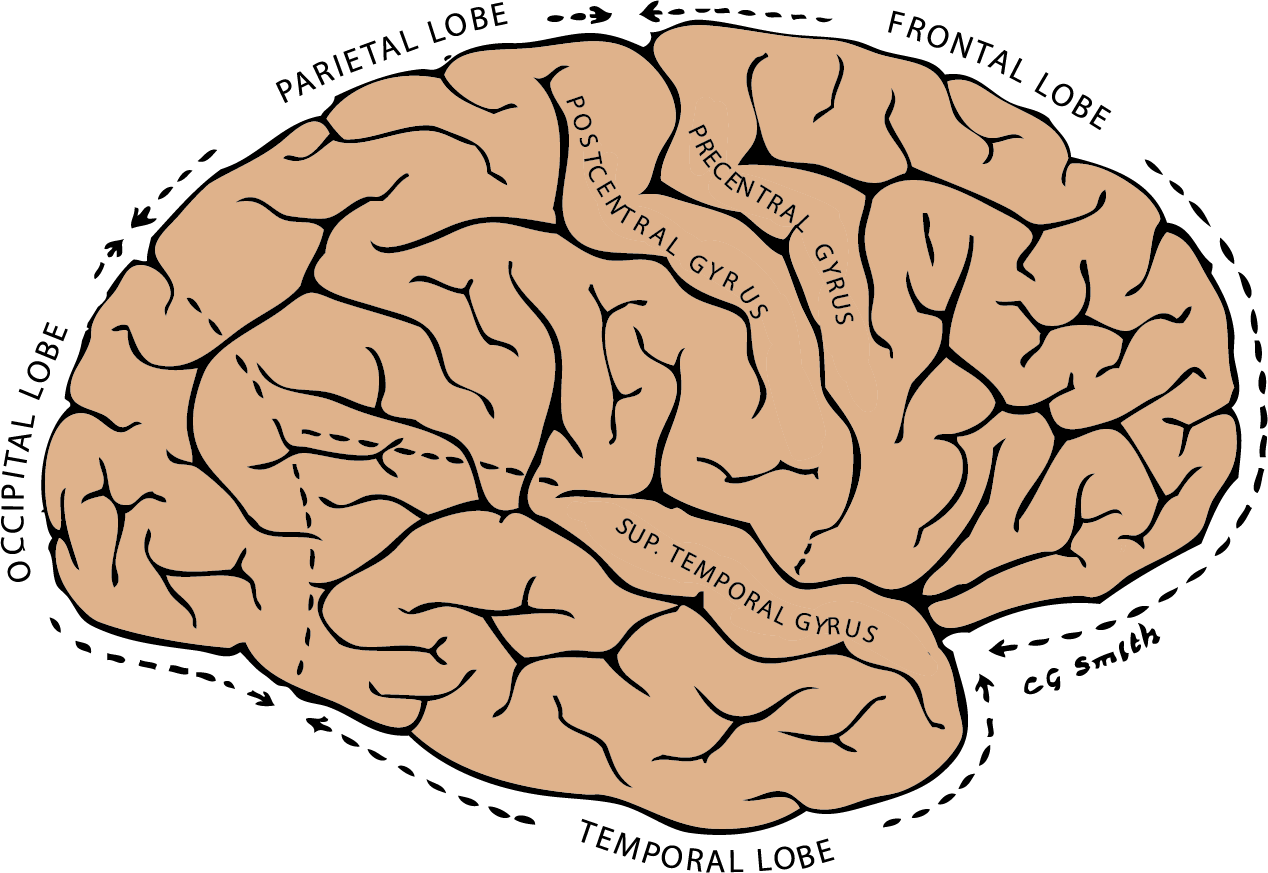 Solved HUMAN BRAIN ANATOMY 1. Label the following drawing. | Chegg.com