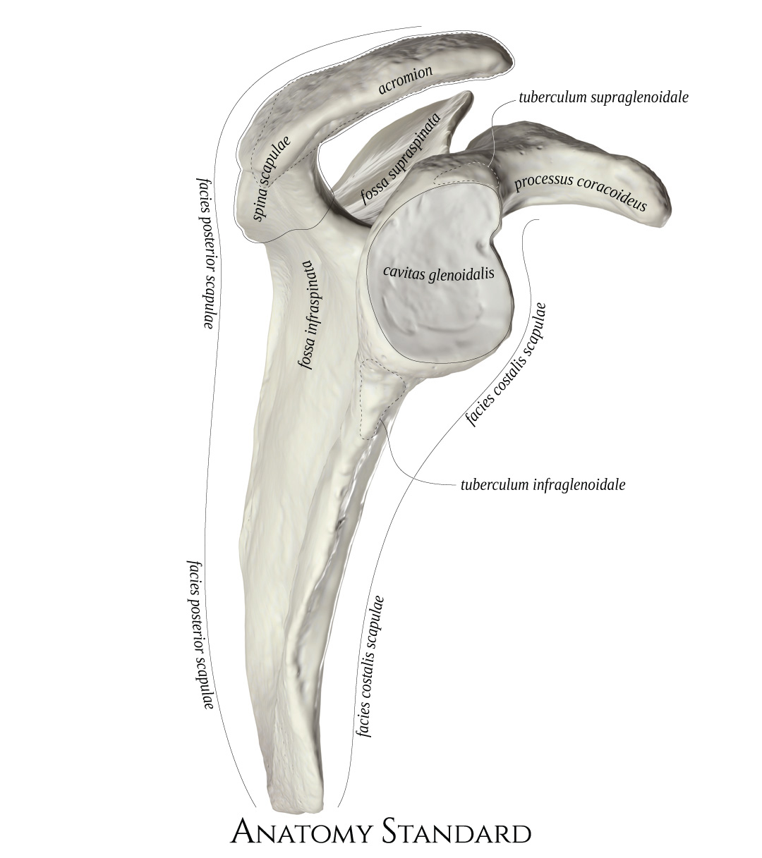Anatomy Standard - Drawing Scapula: lateral view - Latin labels