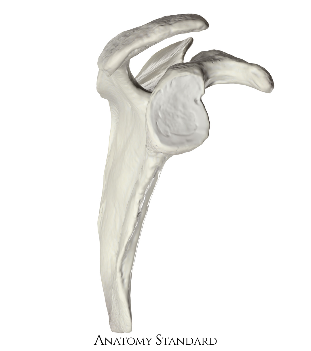 Anatomy Standard - Drawing Scapula: lateral view - no labels
