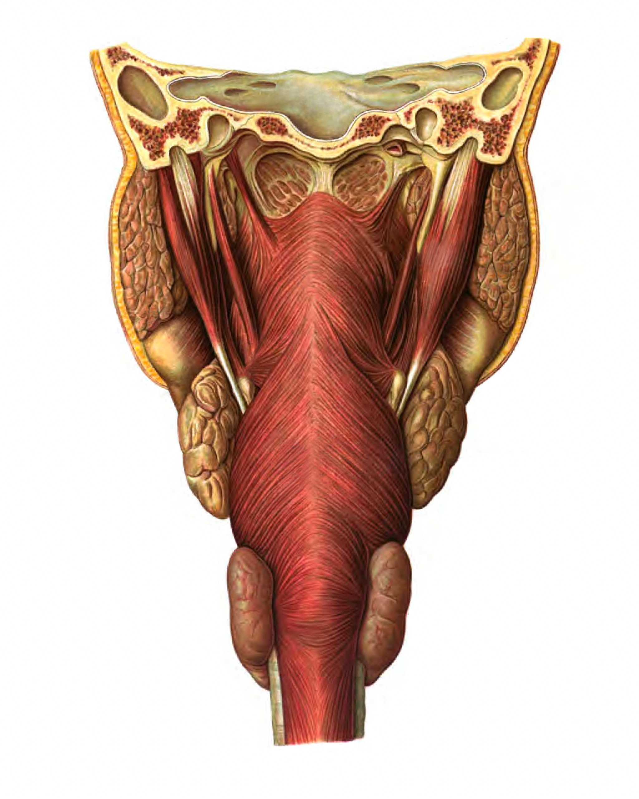 Female pelvis - Servier Medical Art