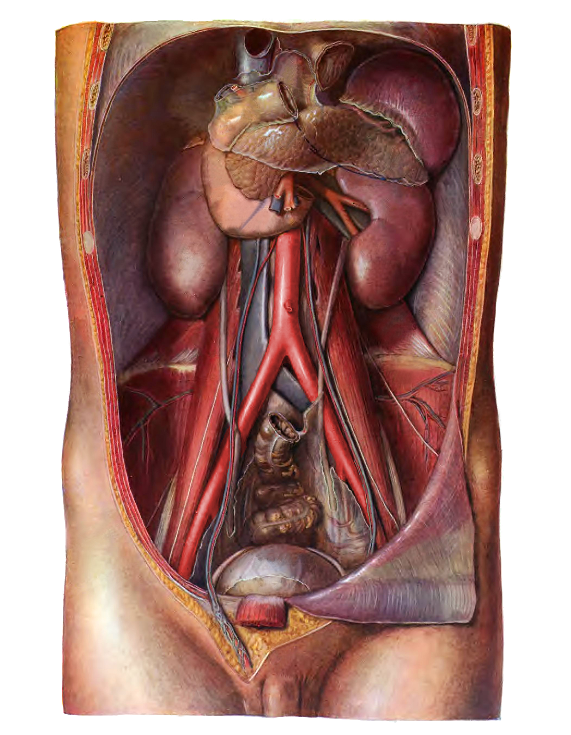 LAPAROSCOPY Origin: Greek Lapara- the soft parts of the body between the  rib margins and hips- the flank or loin  Skopein, which means to see or  view. - ppt download