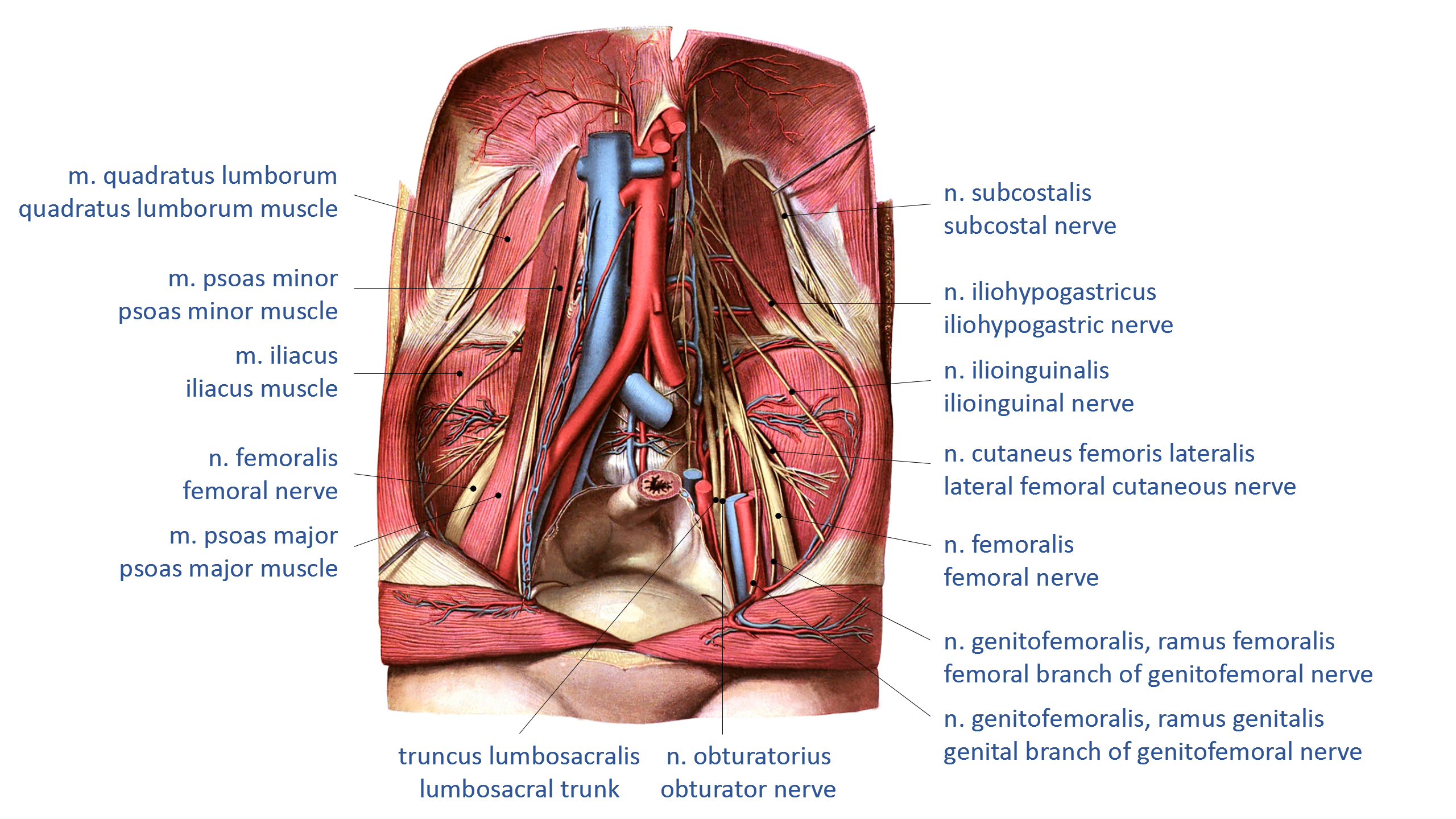 Sobotta 1909 fig.716 - Lumbal plexus and blood vessels of the posterior abdominal wall - Latin and English labels