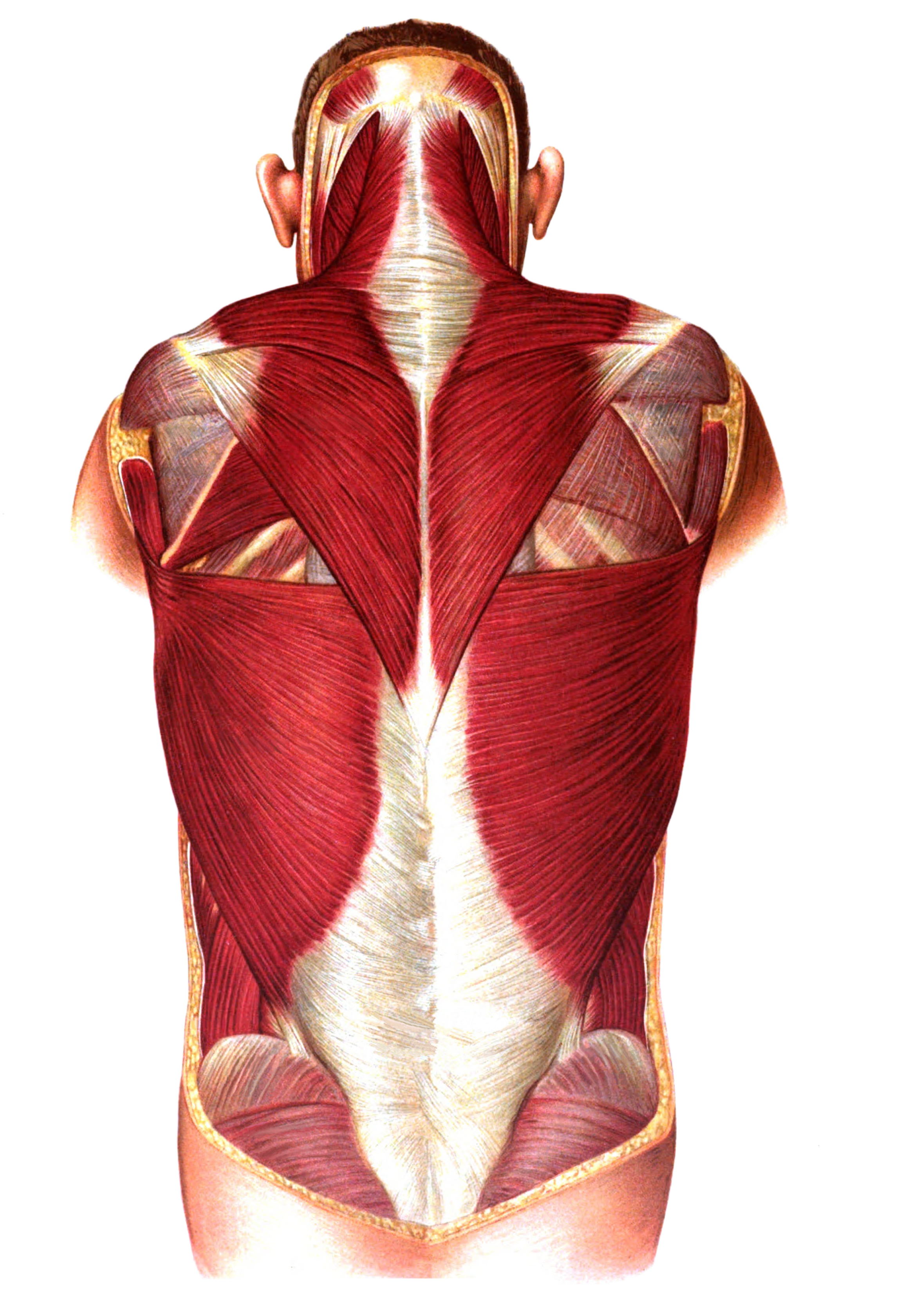 Sobotta 1909 fig.236 - superficial muscles of the back - no labels