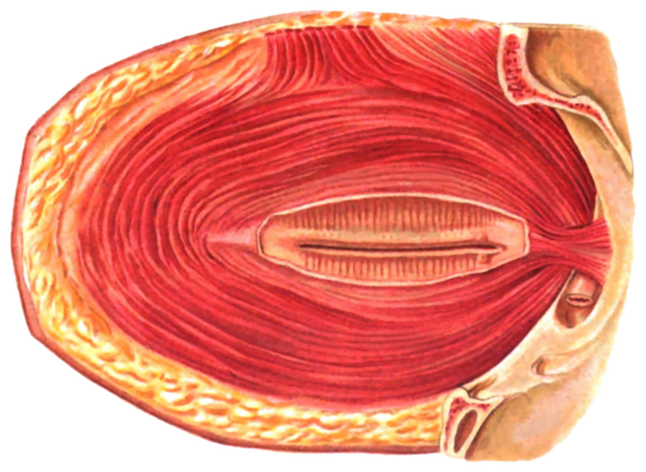orbicularis oculi muscle