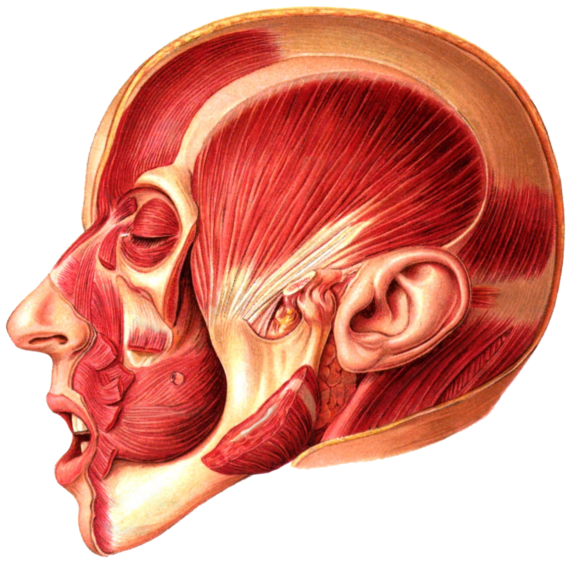 Мышцы за ухом фото расположение