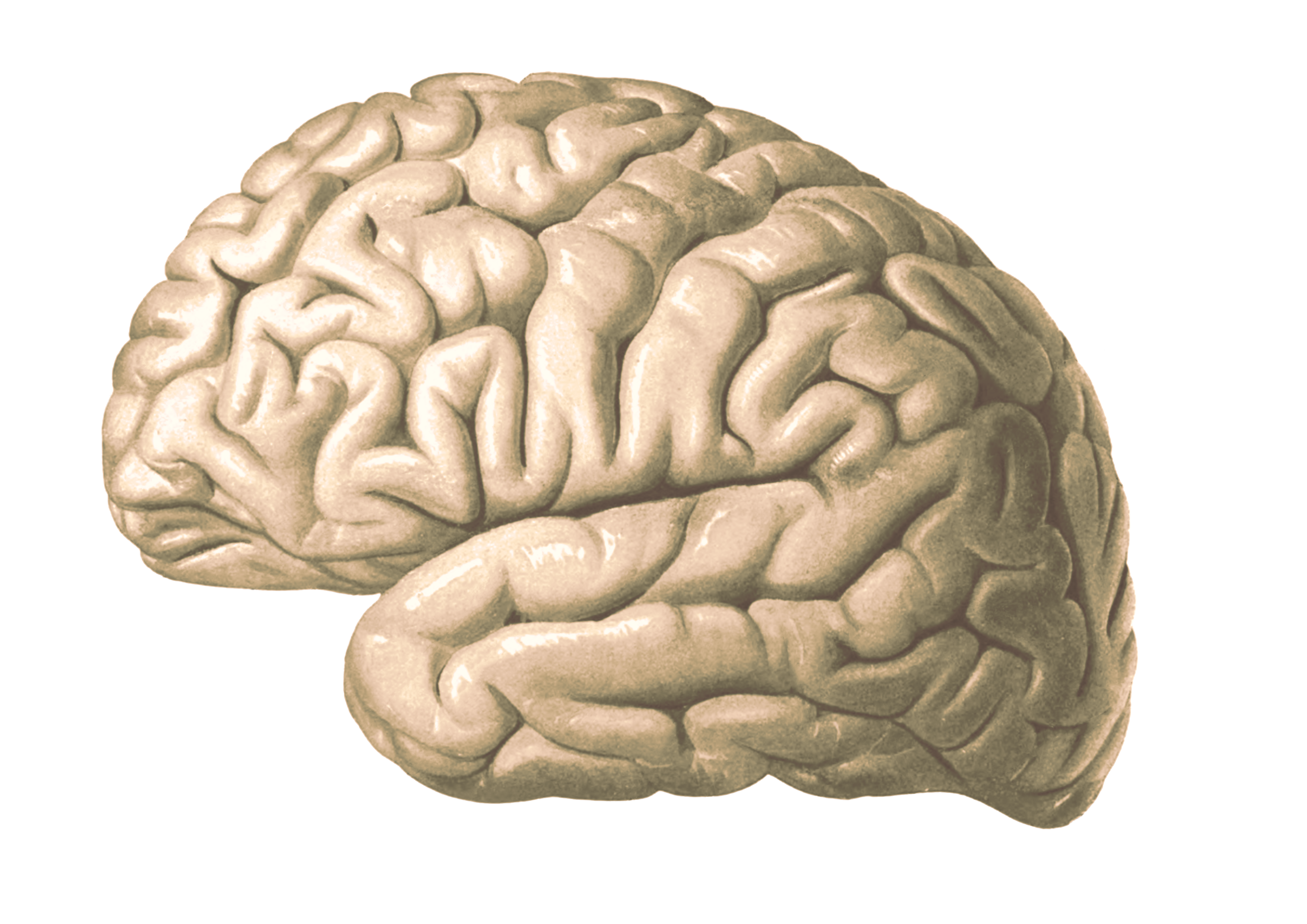 File:Cortex frontal lateral.png - Wikimedia Commons