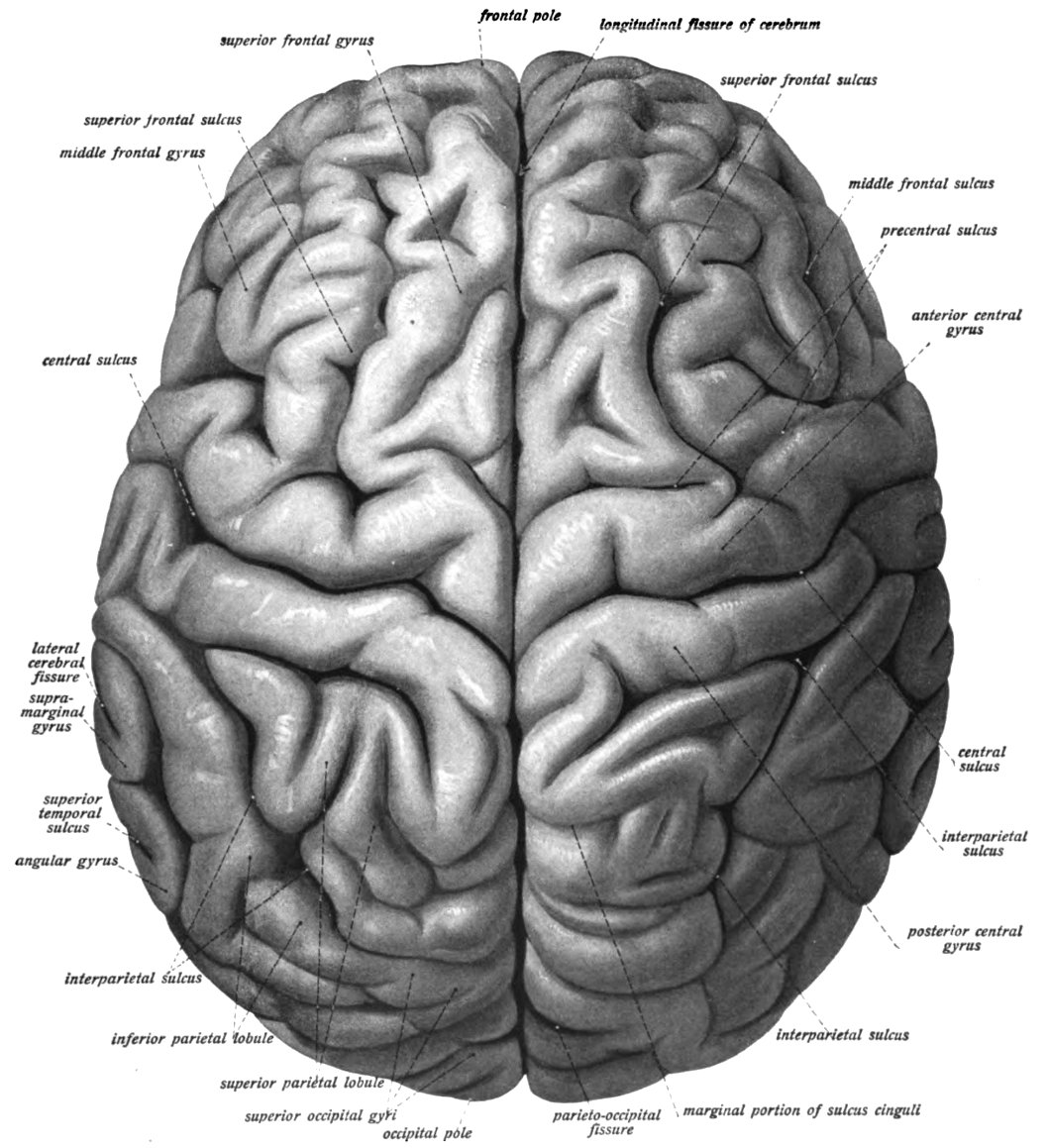 brain fissures