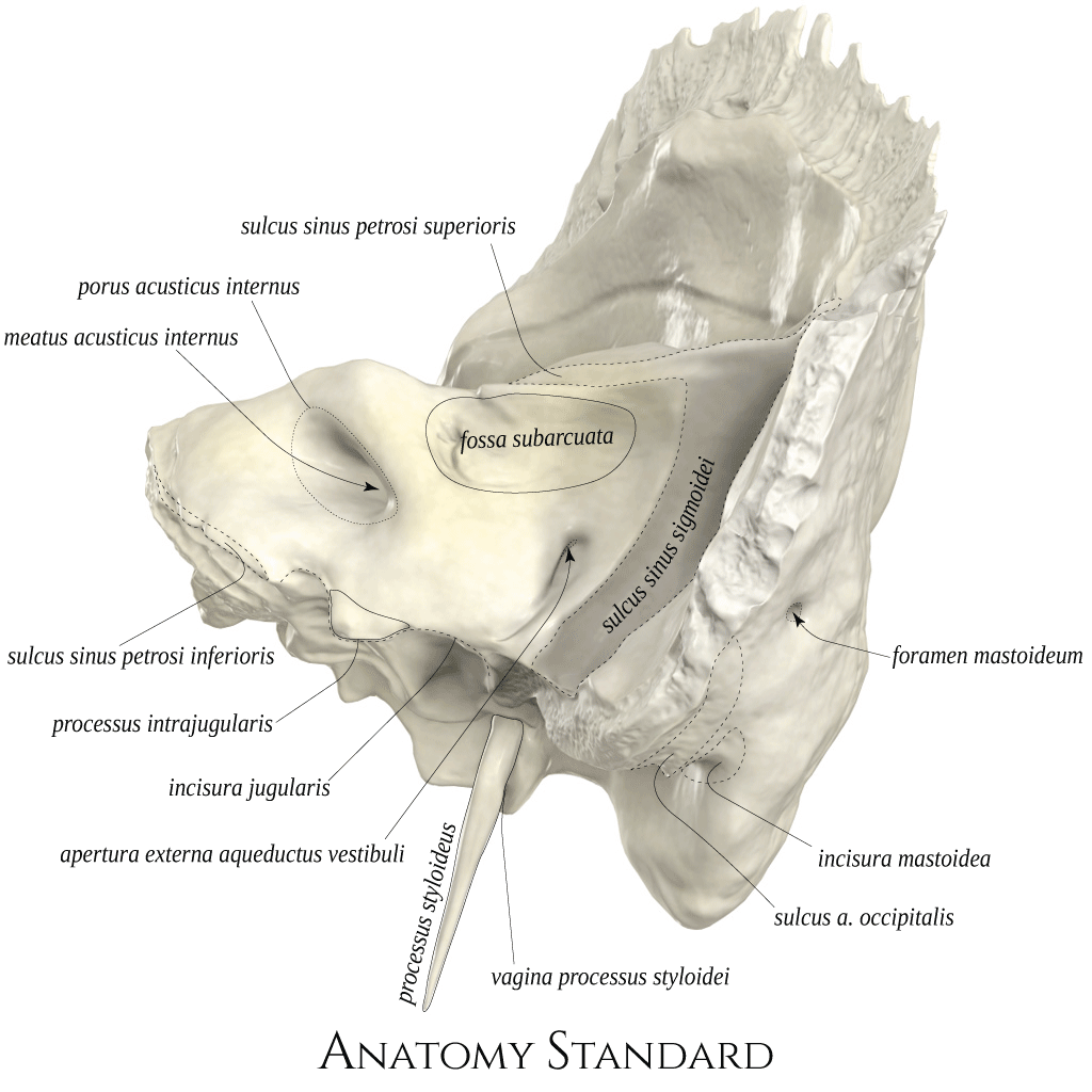 Anatomy Standard - Drawing Temporal bone: posterior view - Latin labels ...