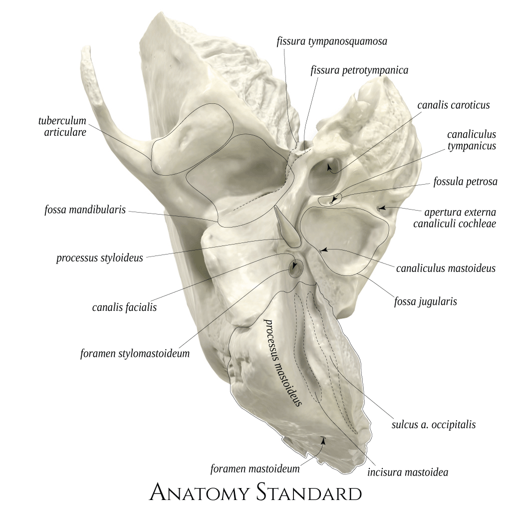 sphenoid bone inferior view