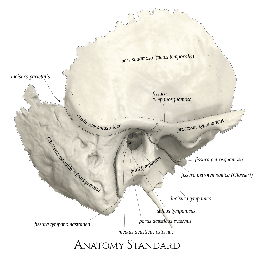 Anatomy Standard Drawing Temporal Bone Lateral View Latin Labels