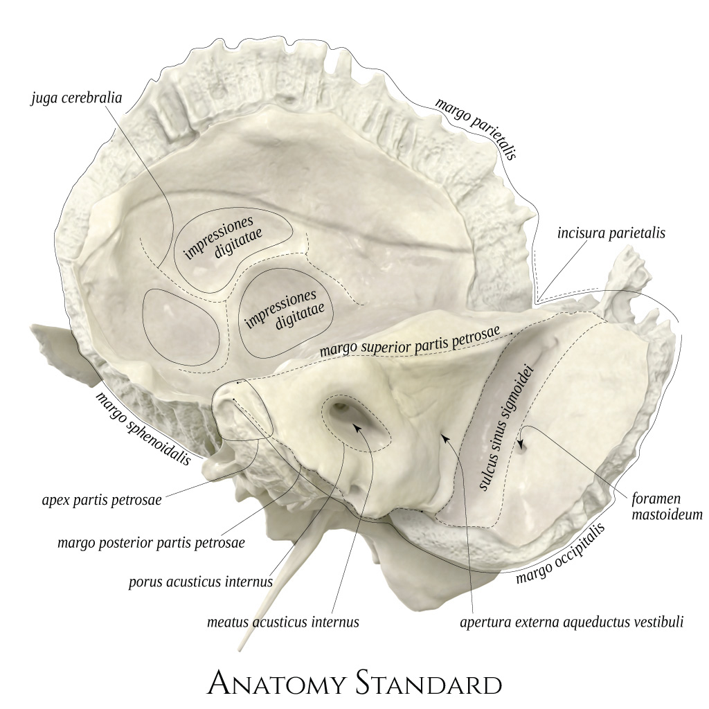 anatomy-standard-drawing-temporal-bone-medial-view-latin-labels