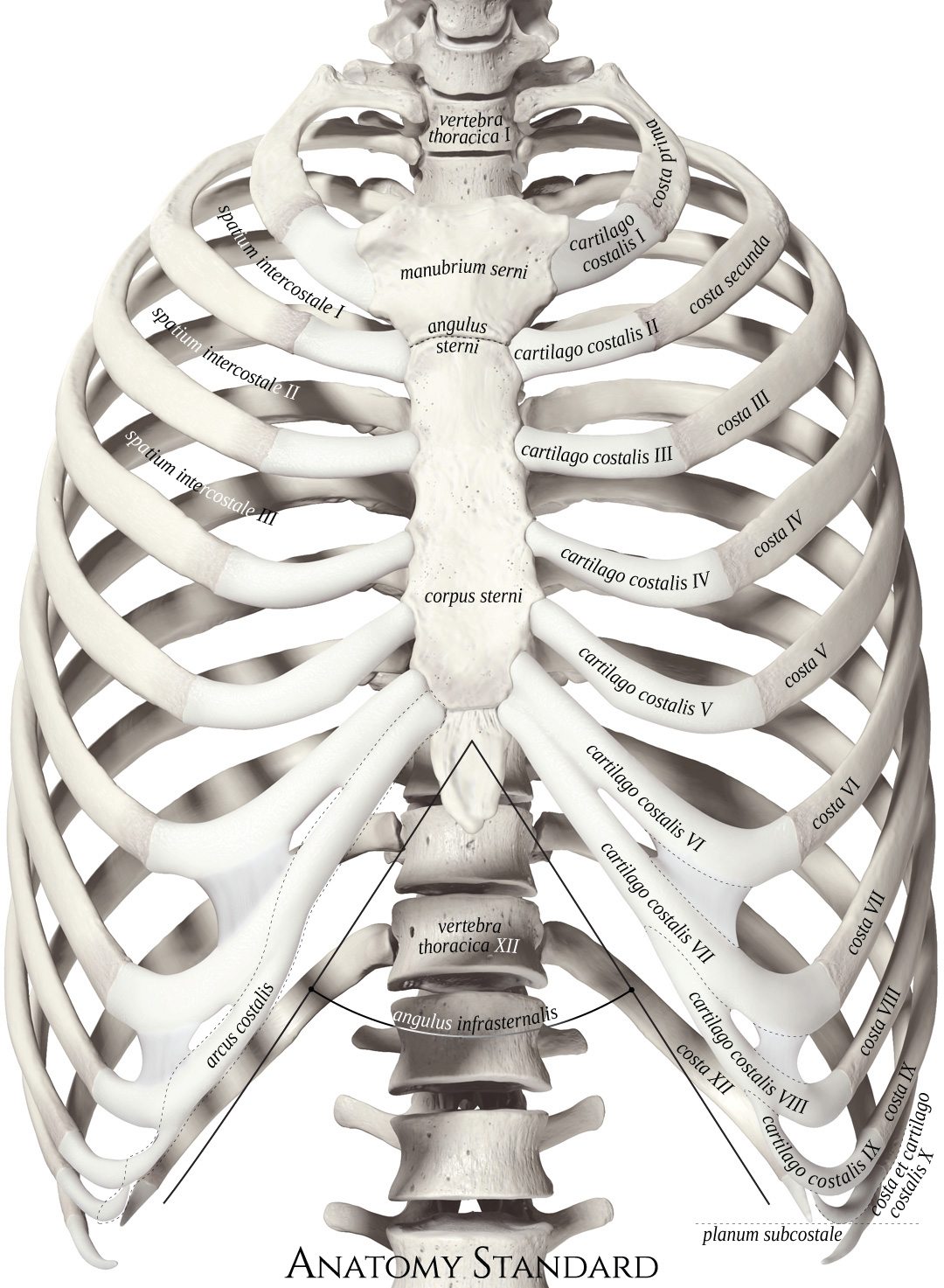 Anatomy Standard - Drawing Thoracic cage: anterior view - Latin labels ...