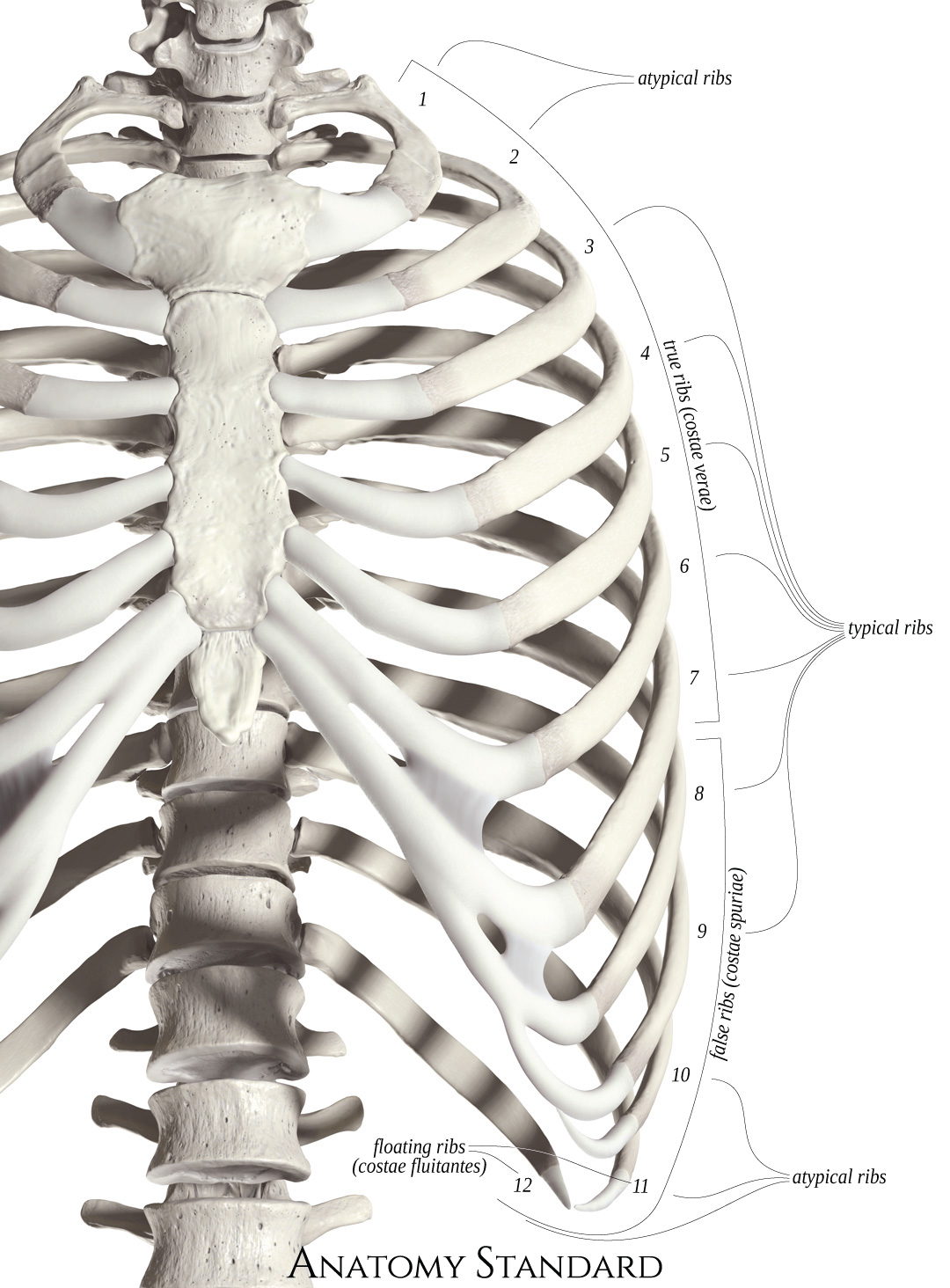Anatomy Standard - Drawing Classification of the ribs - Latin labels ...
