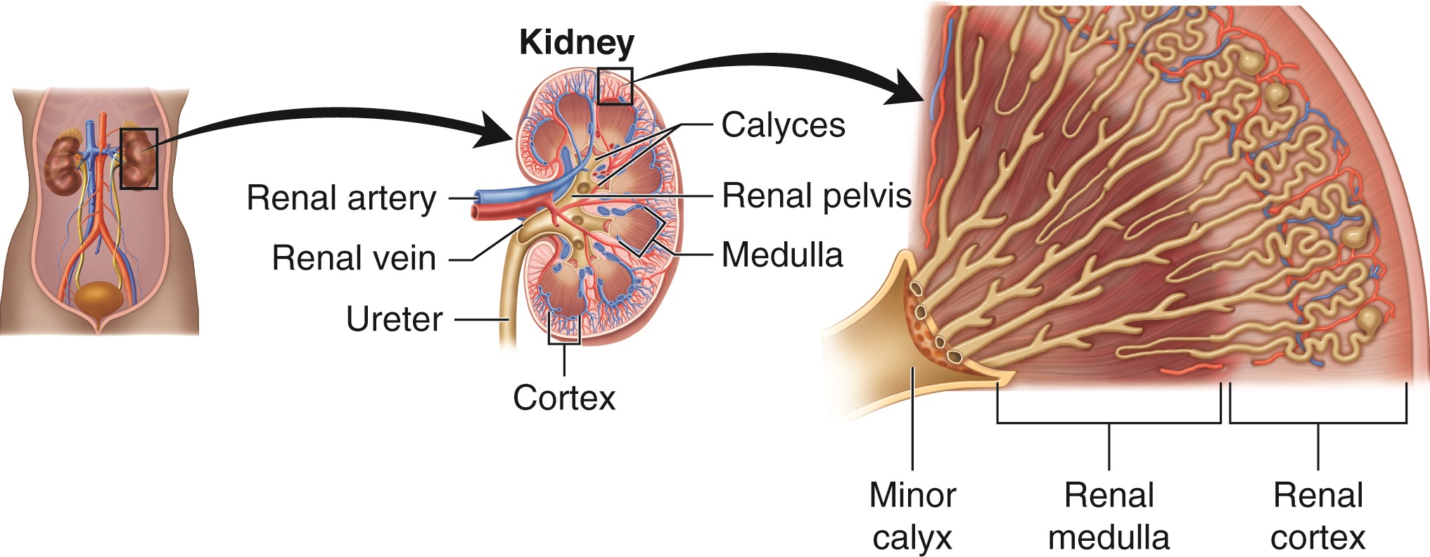 Image of Anatomical Drawing Of A Kidney-NY447613-Picxy