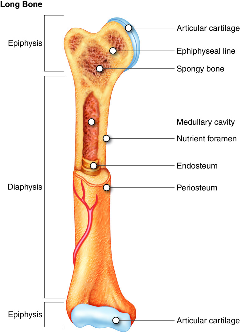 Long bone. Long Bone анатомия. Anatomy of long Bones. Кость на английском. Bone на английском.