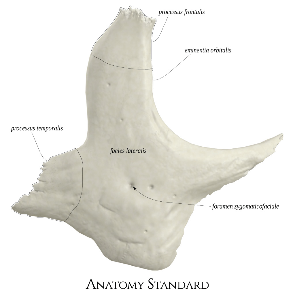 Anatomy Standard Drawing Zygomatic Bone Lateral View Latin Labels Anatomytool 