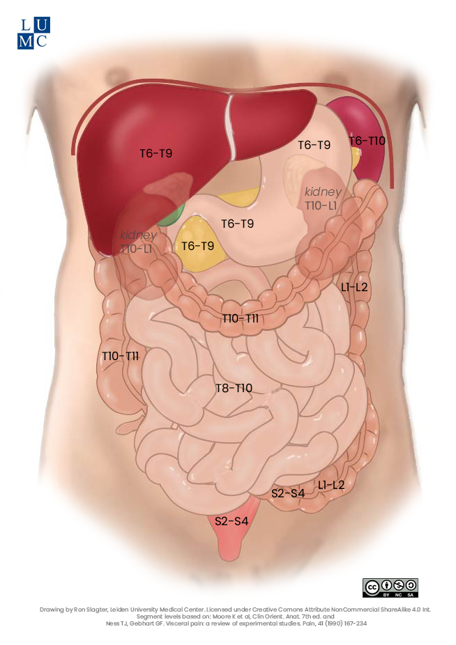 Leiden- Drawing Segmental Innervation of Abdominal Viscera - English labels