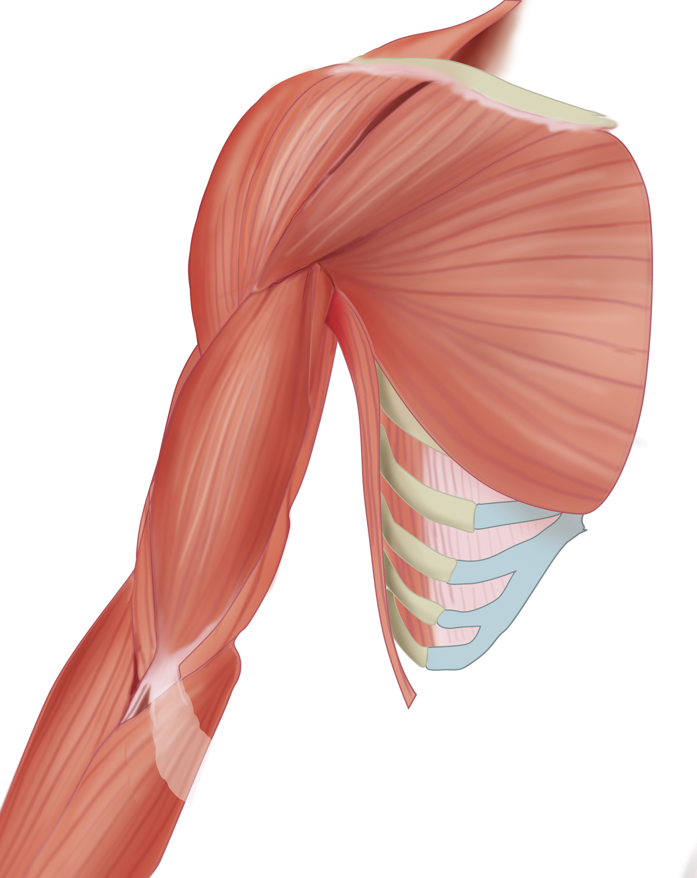 Slagter Drawing Muscles Of Arm Anterior View No Labels AnatomyTOOL