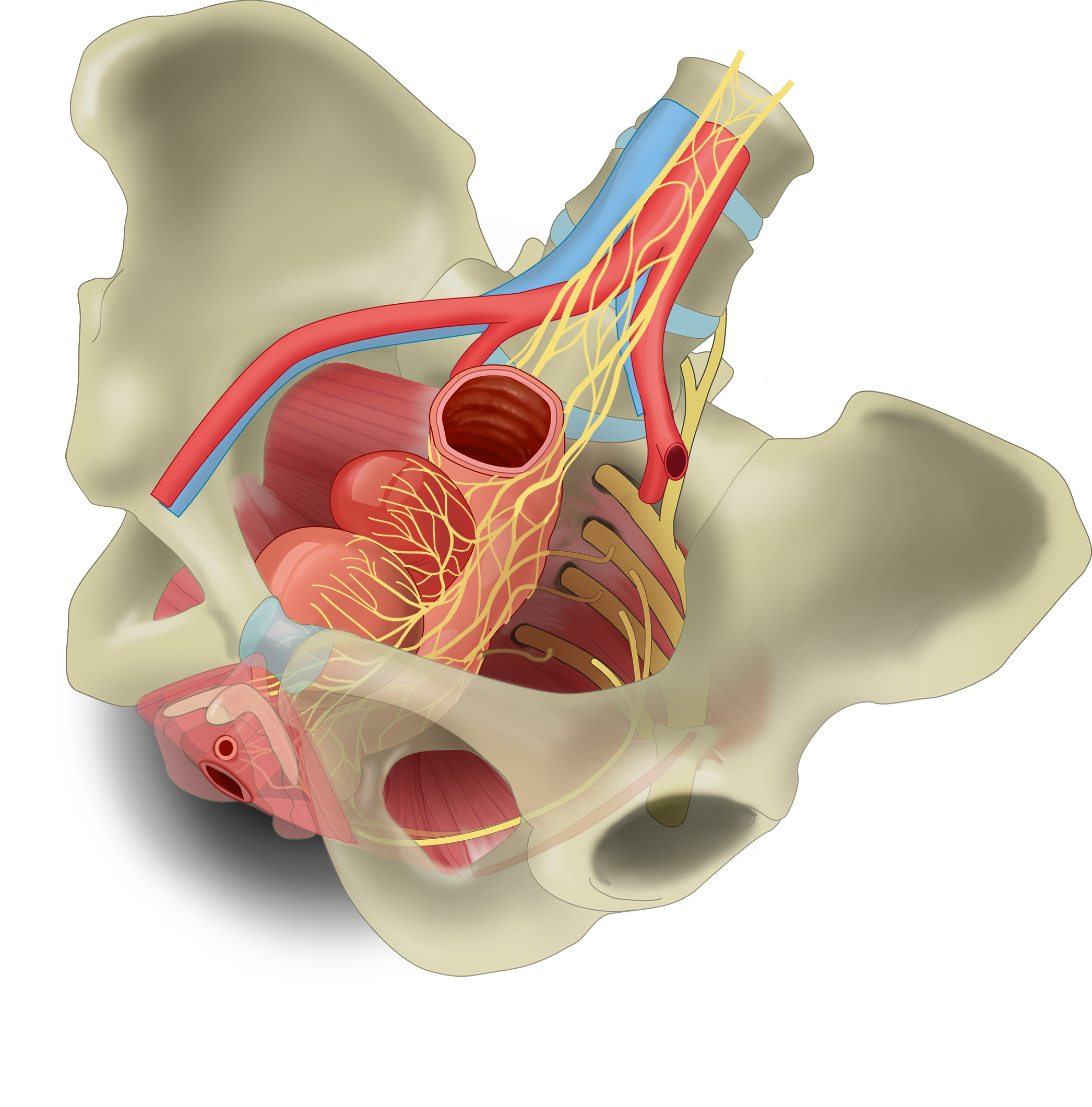 Drawing Nerves in hemisected pelvis