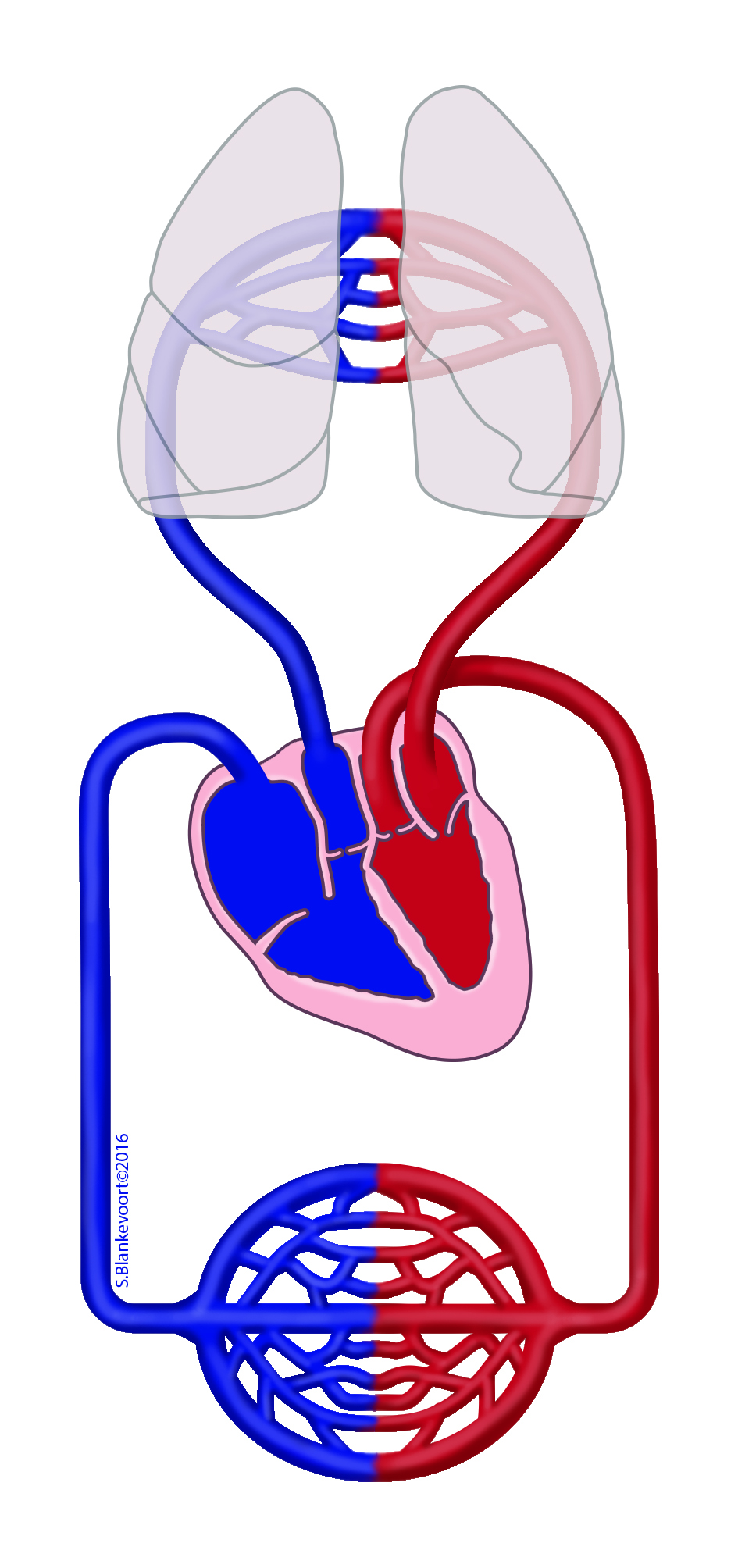 Circulatory system (pulmonary and systemic circulation)