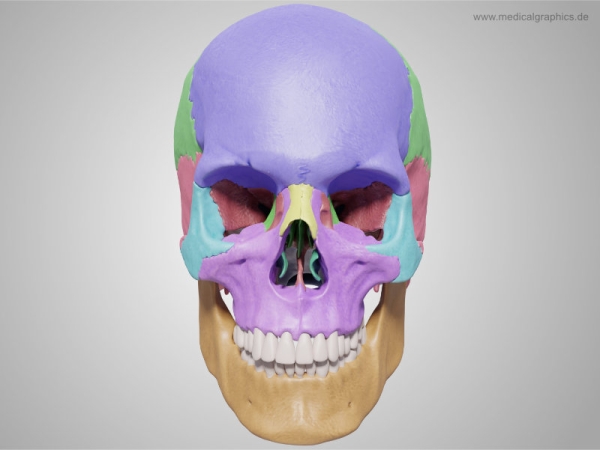 The skull bones anterior view