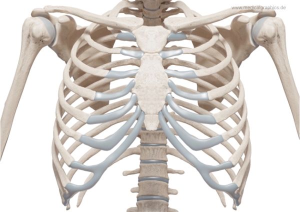 MedicalGraphics - Drawing Thoracic skeleton from anterior - no labels ...