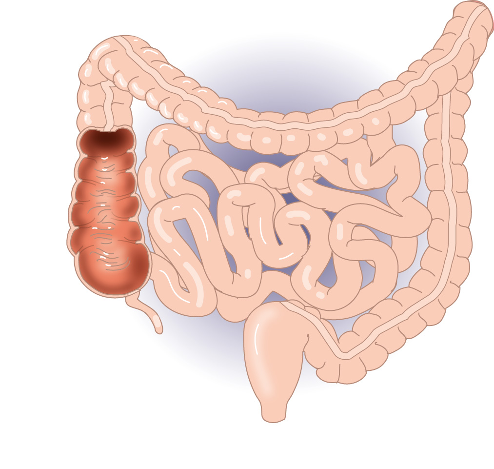 Lower Digestive Tract with Labels - Media Asset - NIDDK