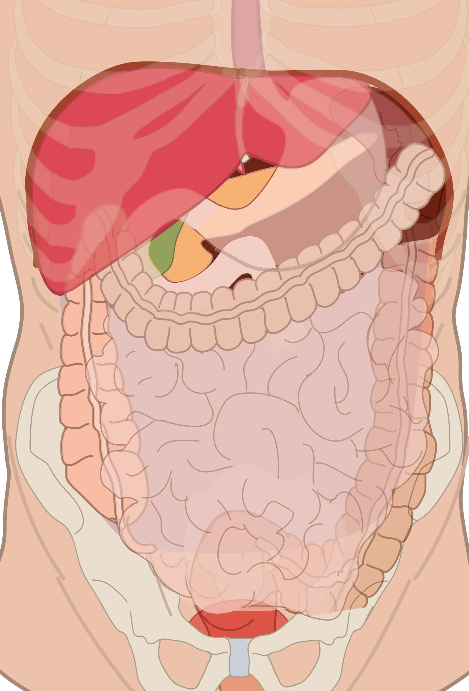 Drawing position abdominal organs in situ (anterior view)