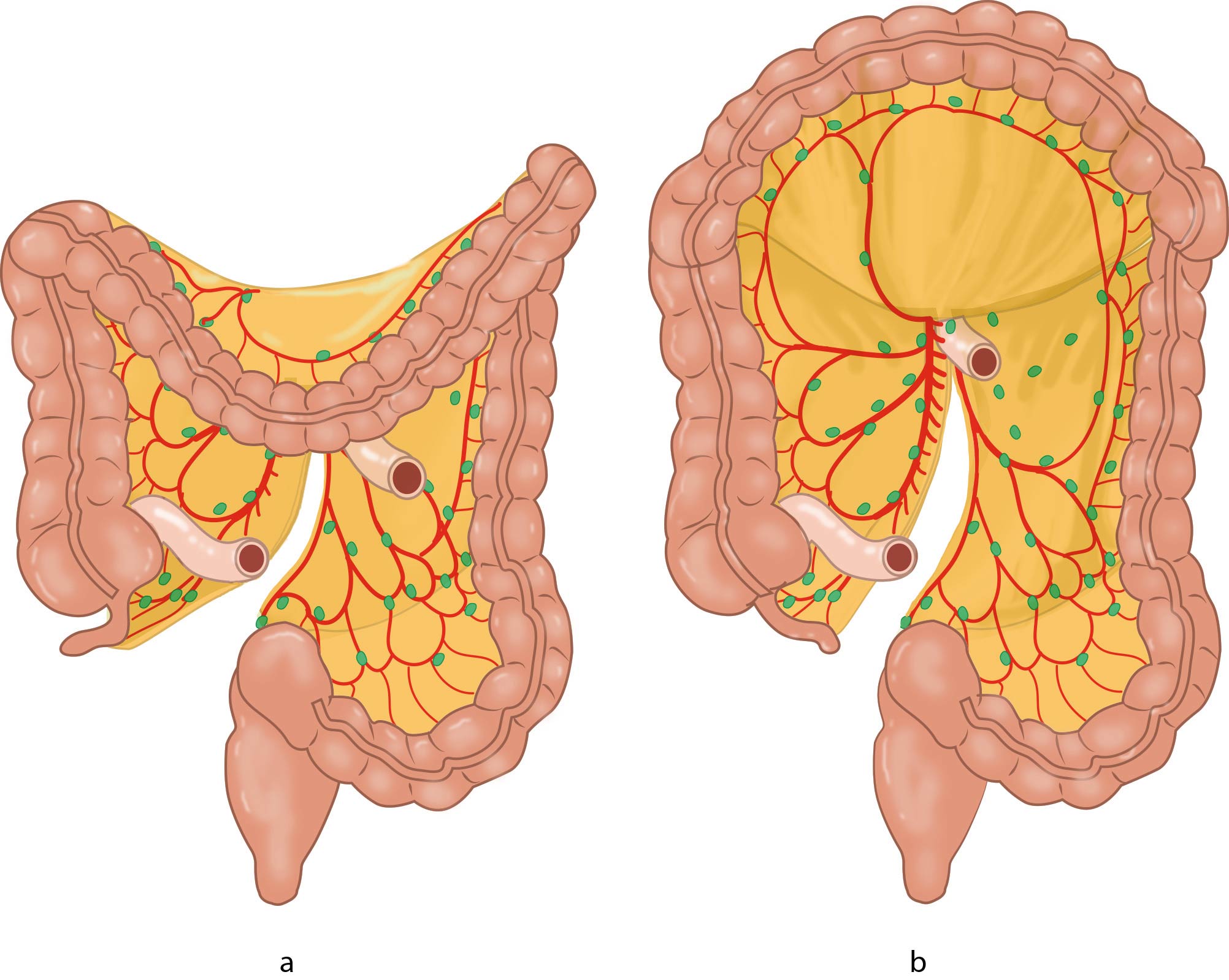 Large intestine with mesocolon