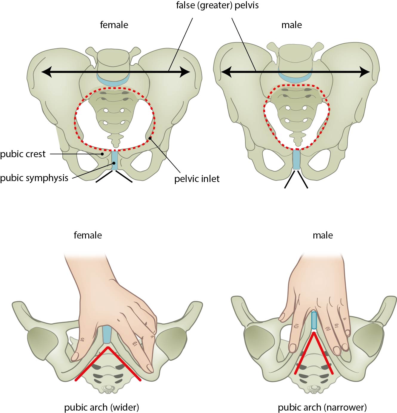 Male Vs Female Pelvis Differences Anatomy Of Skeleton OFF