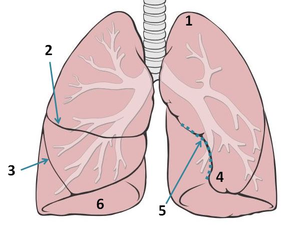 Structures lung 5 | AnatomyTOOL