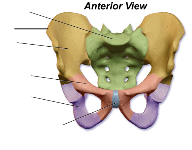 Pelvic bones 06