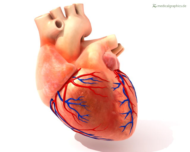 arterias del corazon anterior