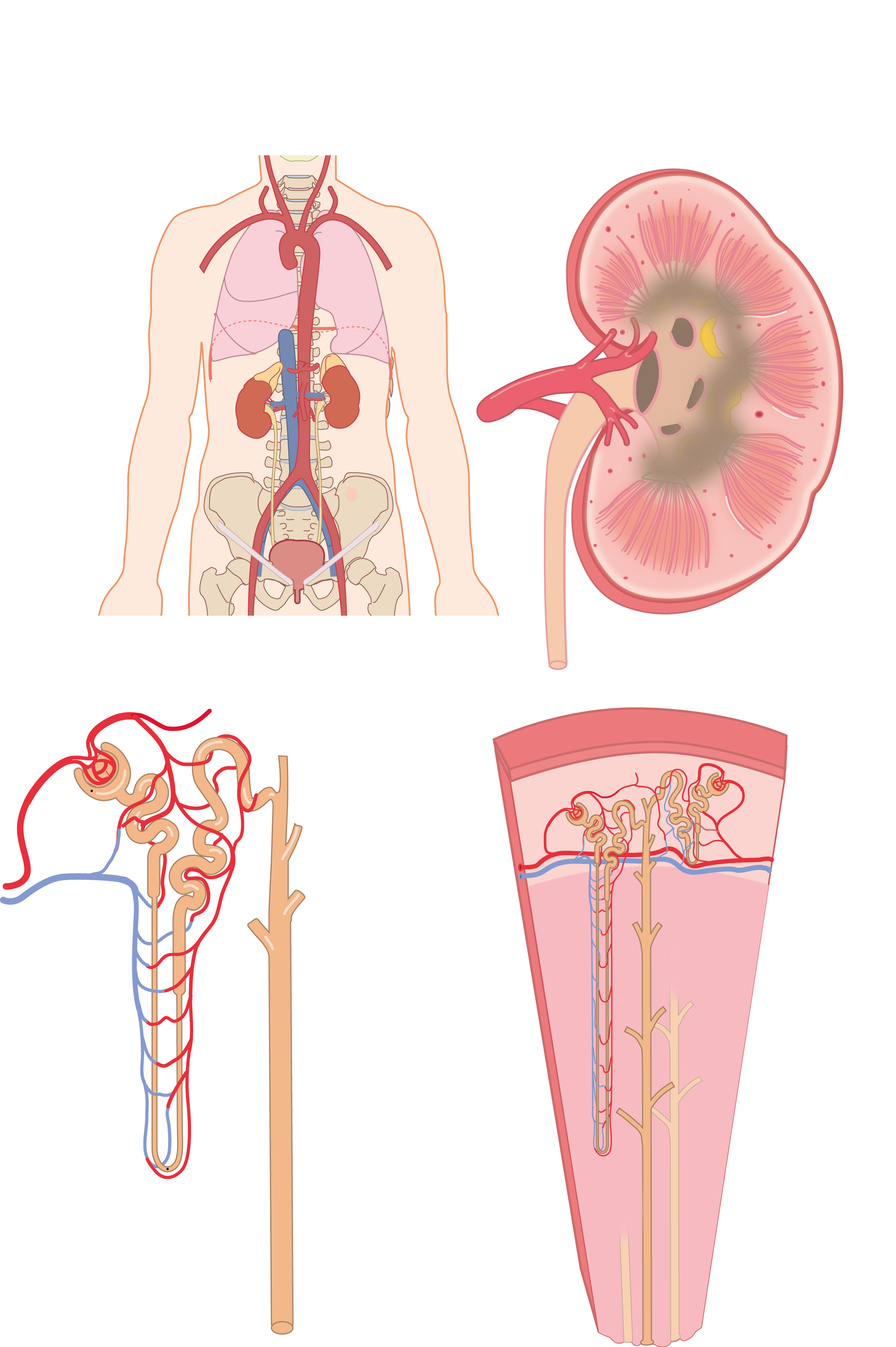 Front-view of a normal urinary tract with kidneys, ureters, bladder, and  urethra labeled - Media Asset - NIDDK